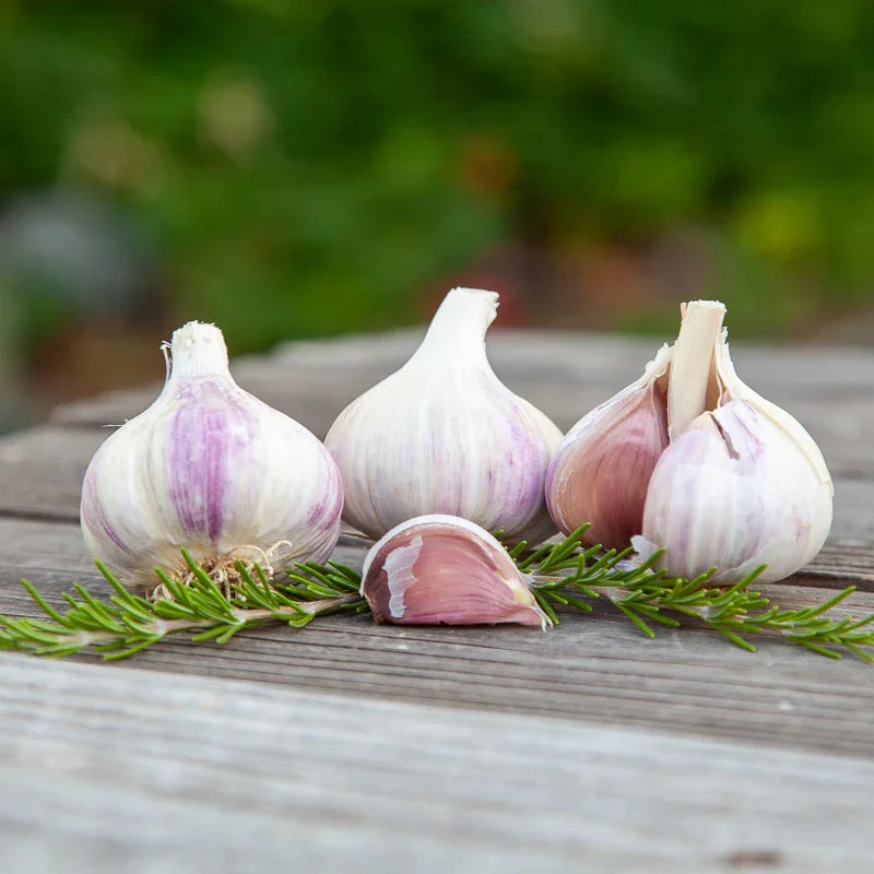 Conventional Music Garlic (Lb)