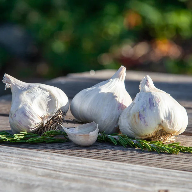 Organic Sicilian Garlic (lb)