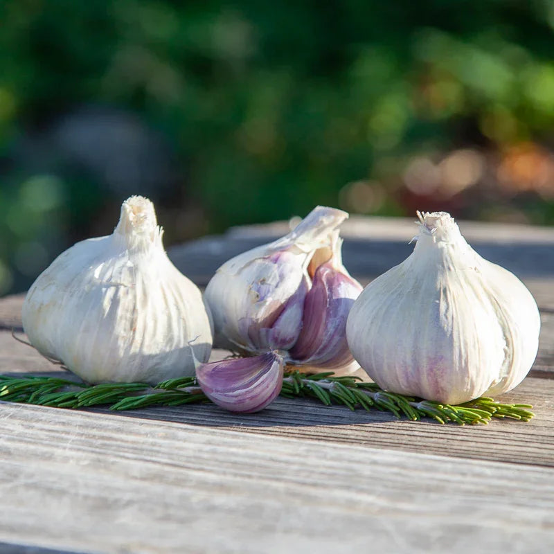 Organic Norquay Garlic (lb)