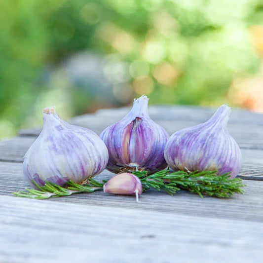 Organic Persian Star Garlic (lb)