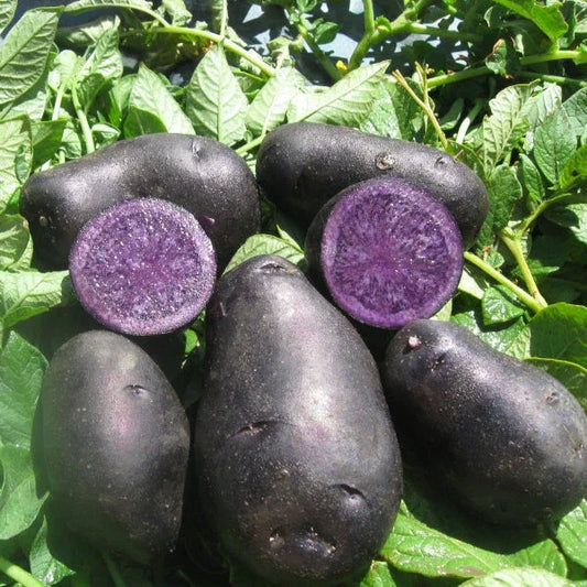 Collection: Organic Seed Potatoes