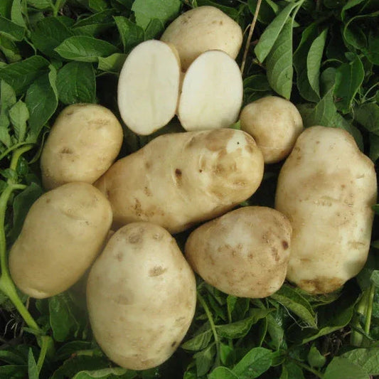 Collection: Organic Seed Potatoes