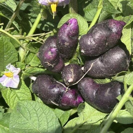 Collection: Organic Seed Potatoes