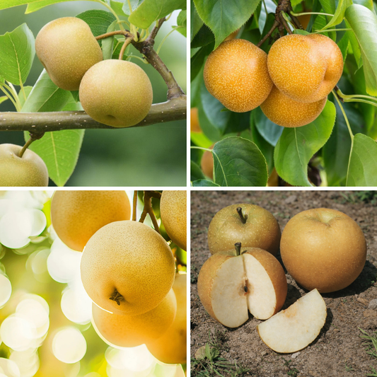 Asian Pears, 4 on 1 Multi Grafted Fruit Tree