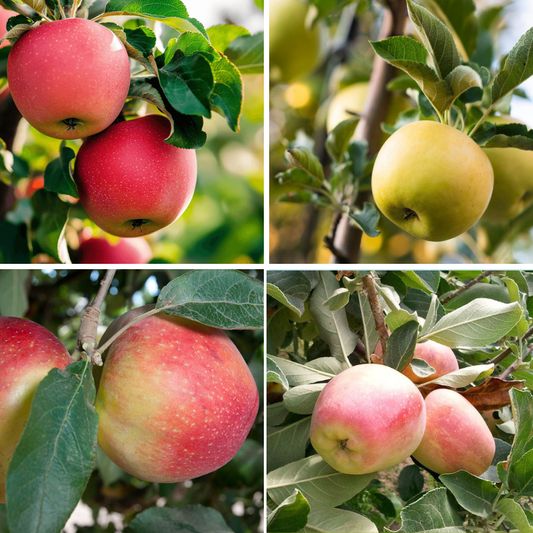 Low Chill Apple, 4 on 1 Multi Grafted Fruit Tree