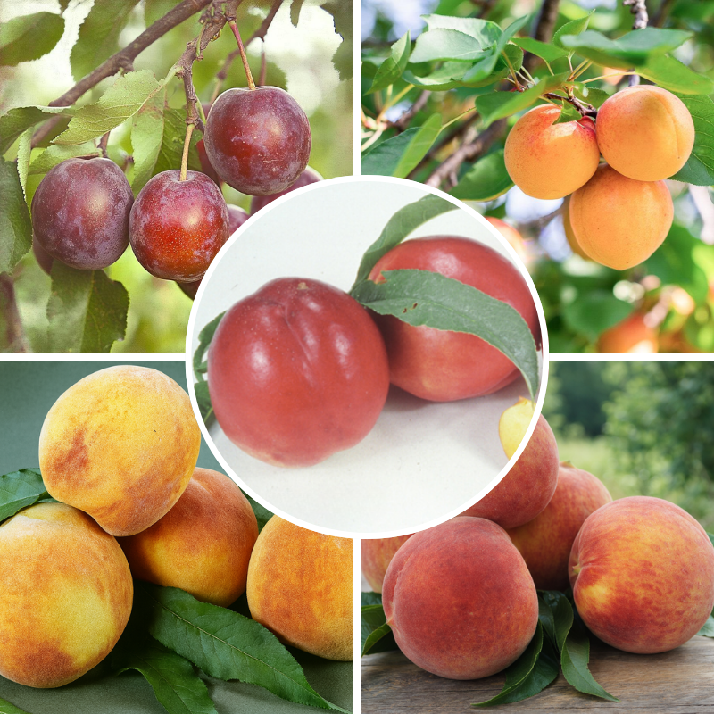 Western "Fruit Salad" 4 on 1 Multi Grafted Fruit Tree