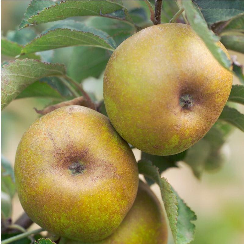 Ashmead Kernel Apple Tree