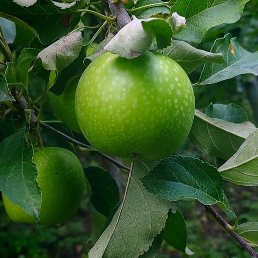 Dwarf Granny Smith Apple Tree