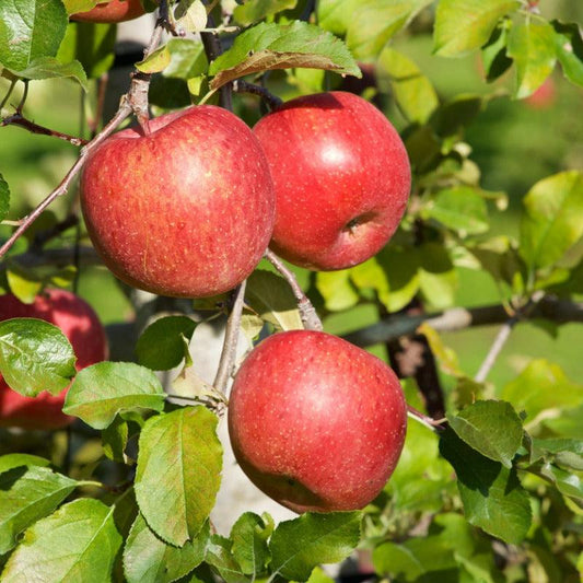 Dwarf Honey Crisp Apple Tree