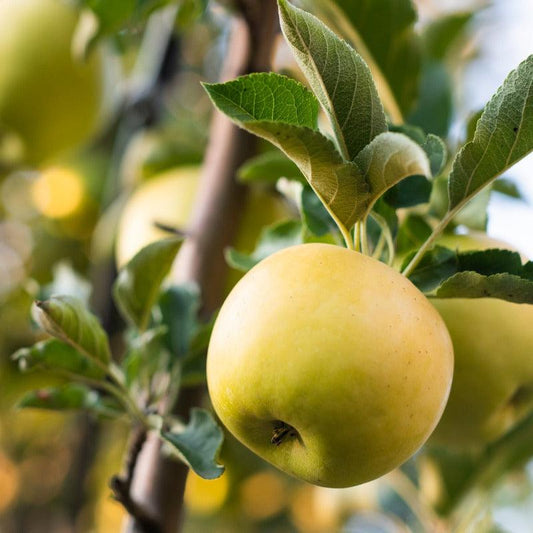 Golden Dorsett Apple Tree