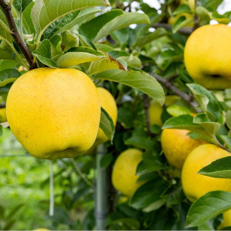 Dwarf Apple Golden Delicious Tree