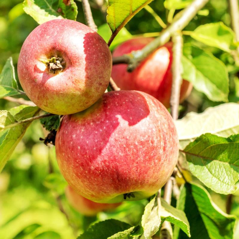 McIntosh Apple Tree