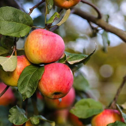 Gravenstein Red Apple Tree