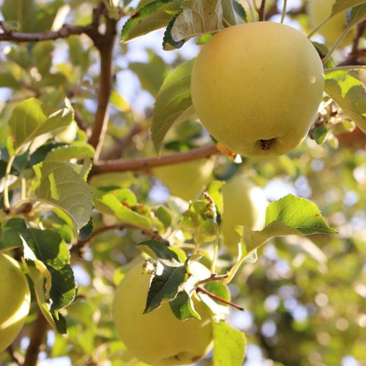 Yellow Newton Pippin Apple Tree