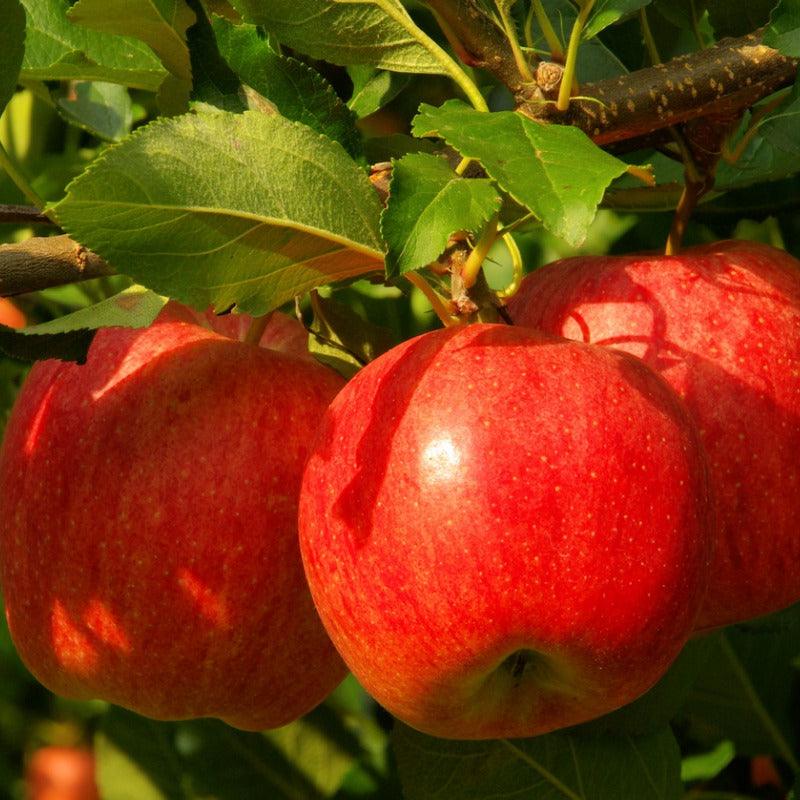 Red Delicious AKA Bisbee Spur Apple Tree Potted (5 Gallon)