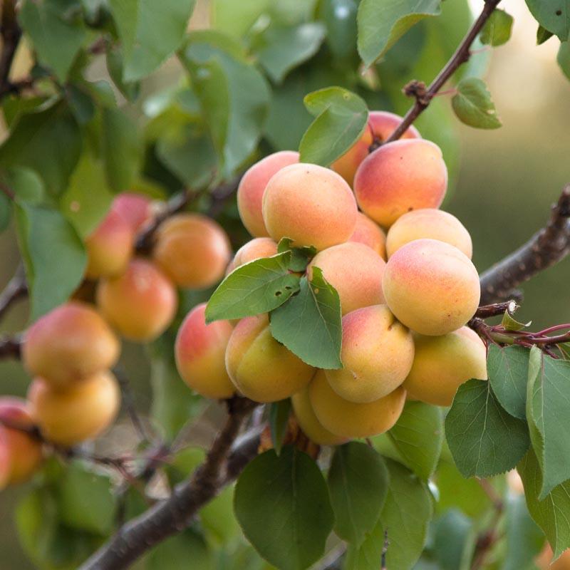 Cot-N-Candy Aprium Tree