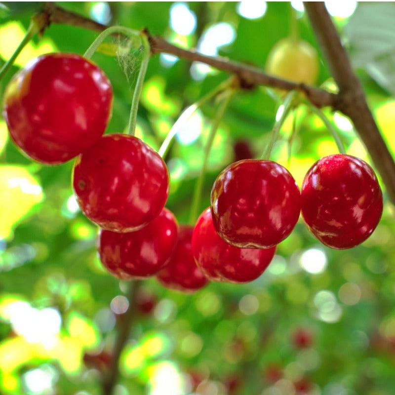 Van Cherry Tree