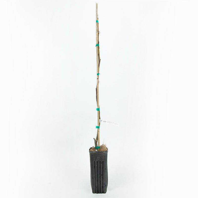 Desert King Potted Fig Tree