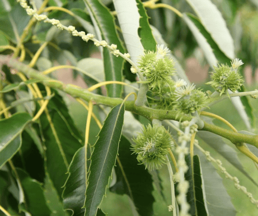 Colossal Chestnut Tree