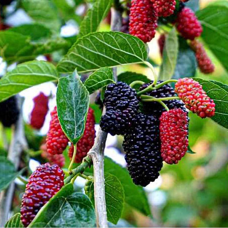 Persian Mulberry Tree