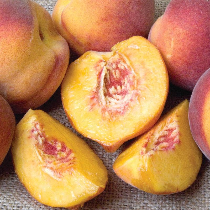 Cold Hardy Peaches, 3 on 1 Multiple Grafted Fruit Tree