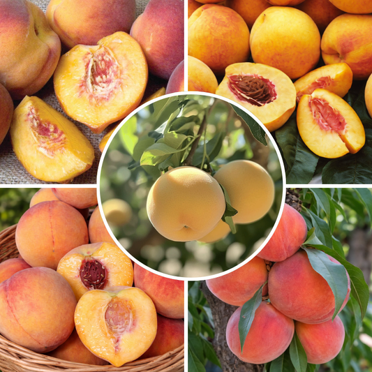 Cold Hardy Peaches, 3 on 1 Multiple Grafted Fruit Tree
