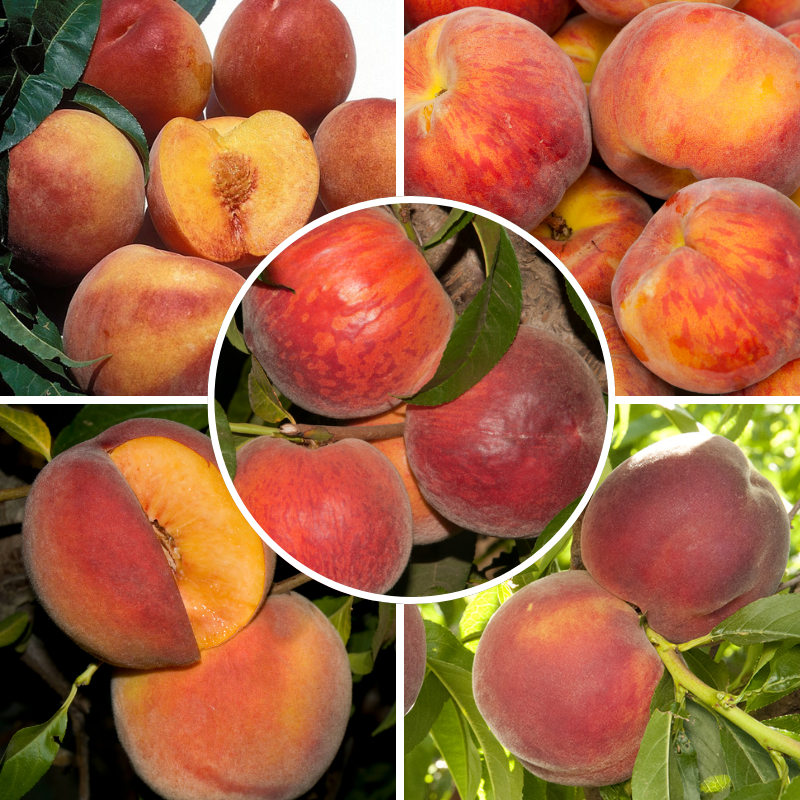 Low Chill Requirement Peaches, 3 on 1 Multi Grafted Fruit Tree