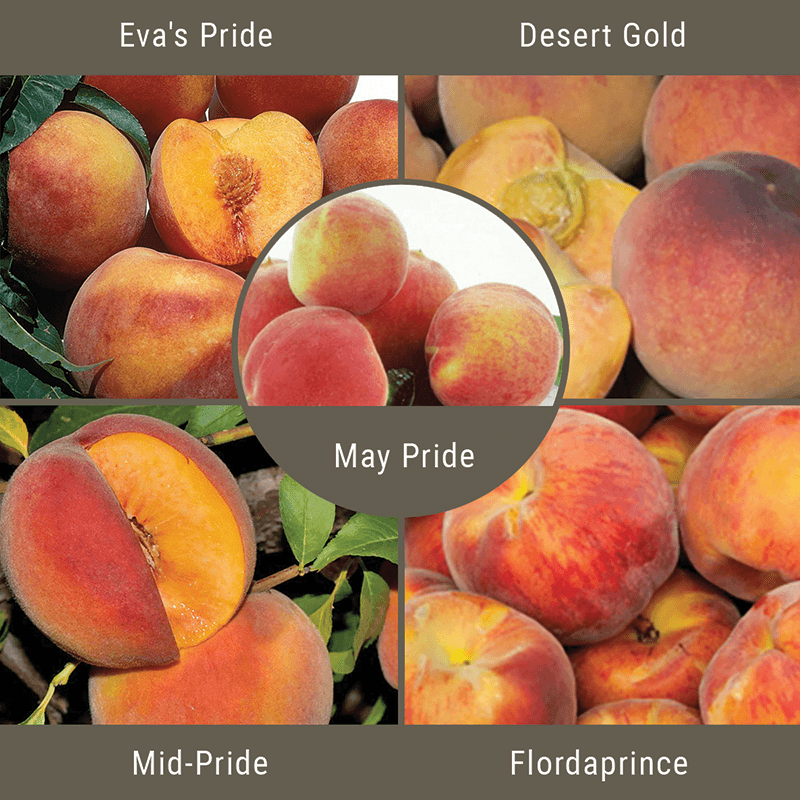 Low Chill Requirement Peaches, 3 on 1 Multi Grafted Fruit Tree