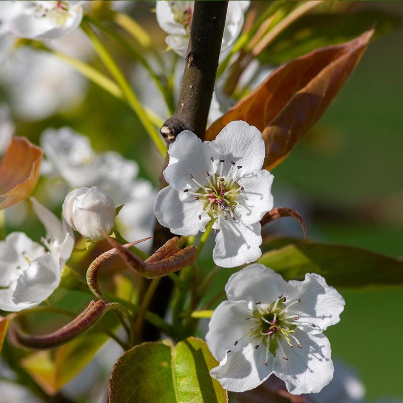 Chojuro Asian Pear Tree
