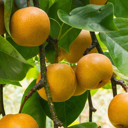 Chojuro Asian Pear Tree