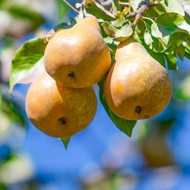 Bosc Pear Tree