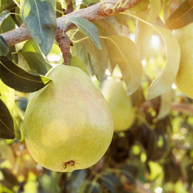 Semi-Dwarf Pear, 2 on 1 Multi Grafted Fruit Tree