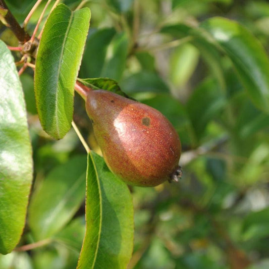 Red D'Anjou Pear Tree