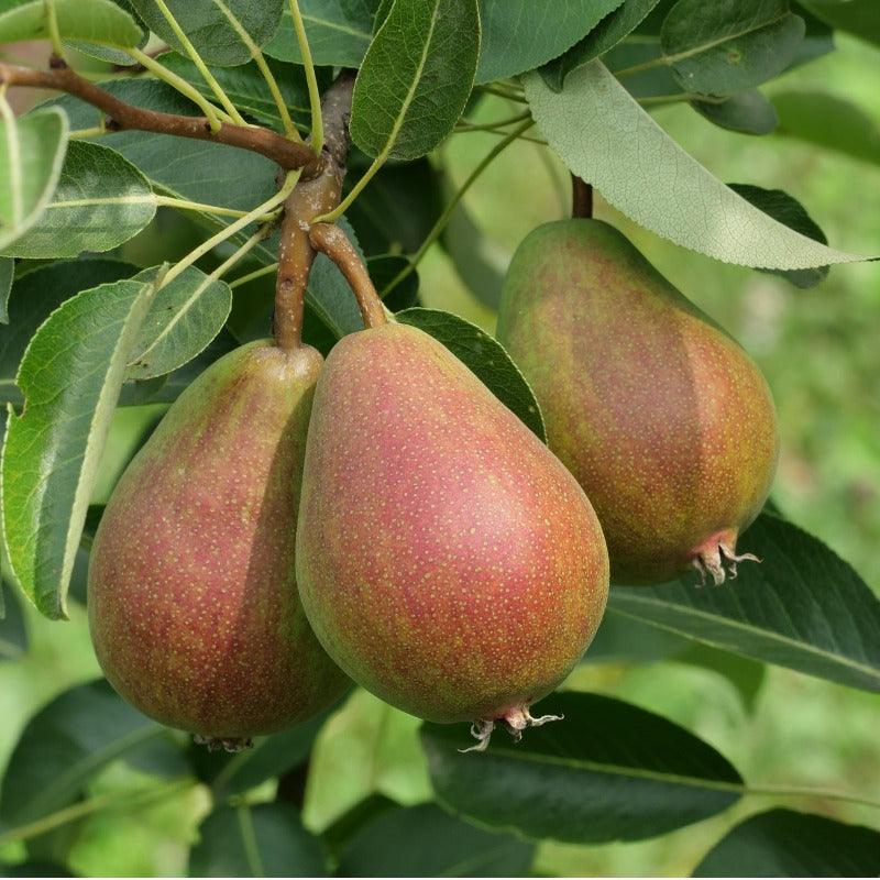 Seckel Pear Tree