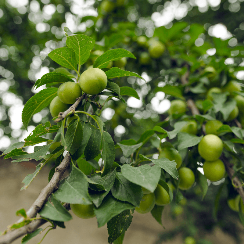 Emerald Beaut Plum Tree