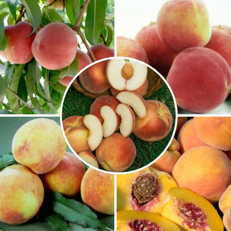 California Peach, 3 on 1 Multi Grafted Fruit Tree