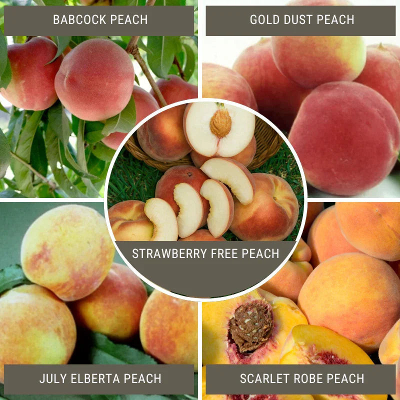 California Peach, 3 on 1 Multi Grafted Fruit Tree