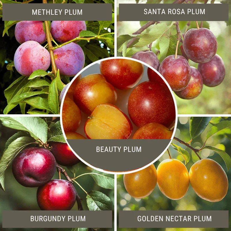 Low Chill Plum, 4 on 1 Multi Grafted Fruit Tree