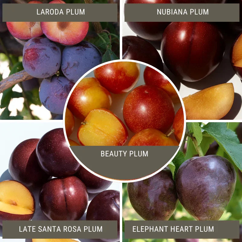 Japanese Plum, 3 on 1 Multi Grafted Fruit Tree