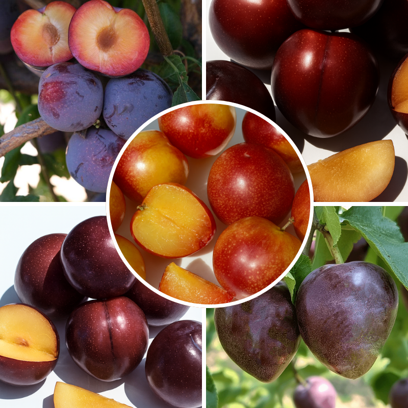 Japanese Plum, 3 on 1 Multi Grafted Fruit Tree