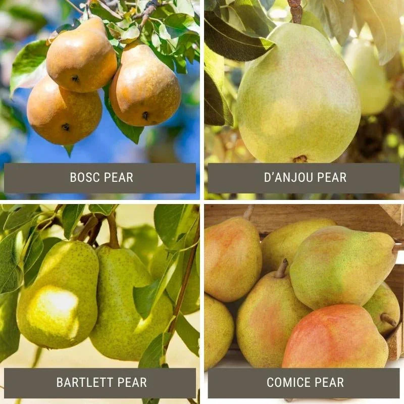 Semi-Dwarf Pear, 2 on 1 Multi Grafted Fruit Tree