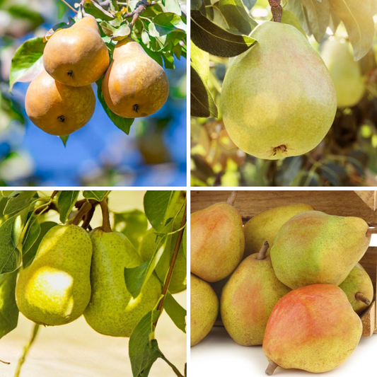 Semi-Dwarf Pear, 2 on 1 Multi Grafted Fruit Tree