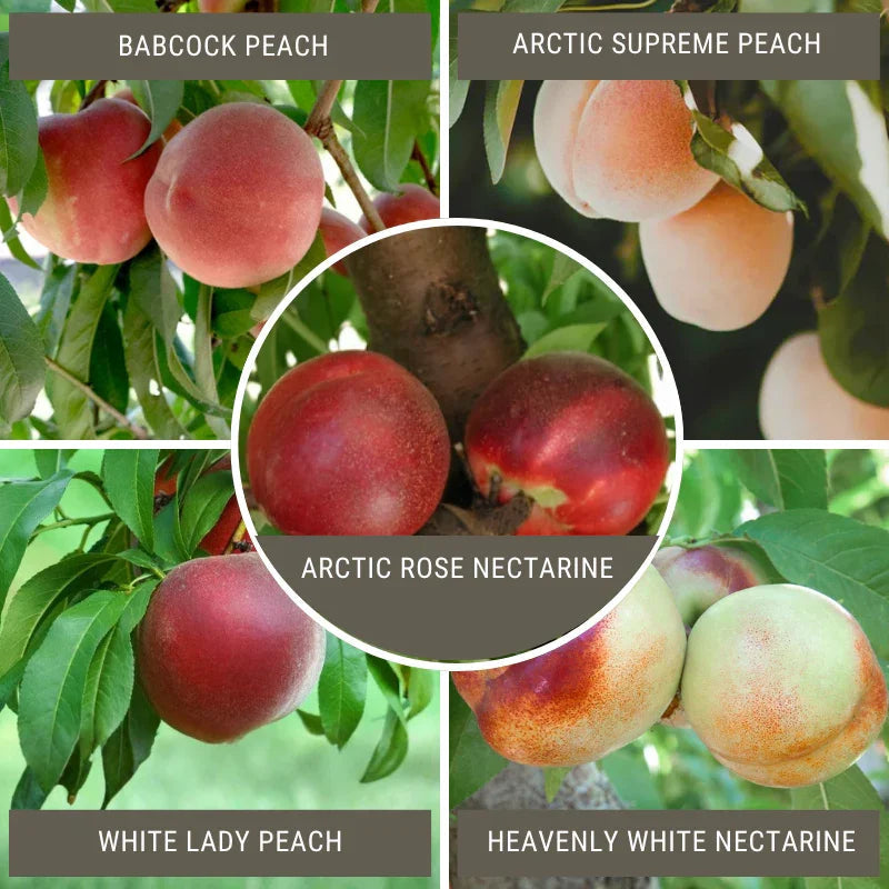 White Peach/Nectarine, 3 on 1 Multi Grafted Fruit Tree