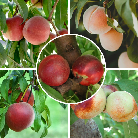 White Peach/Nectarine, 3 on 1 Multi Grafted Fruit Tree
