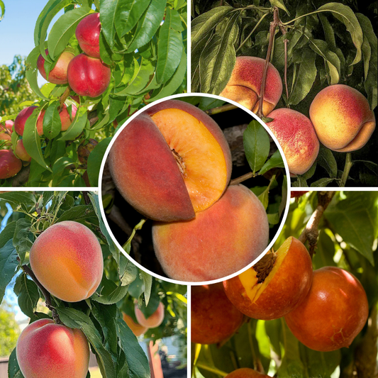 Showy Flowers Peach/Nectarine, 3 on 1 Multi Grafted Fruit Tree