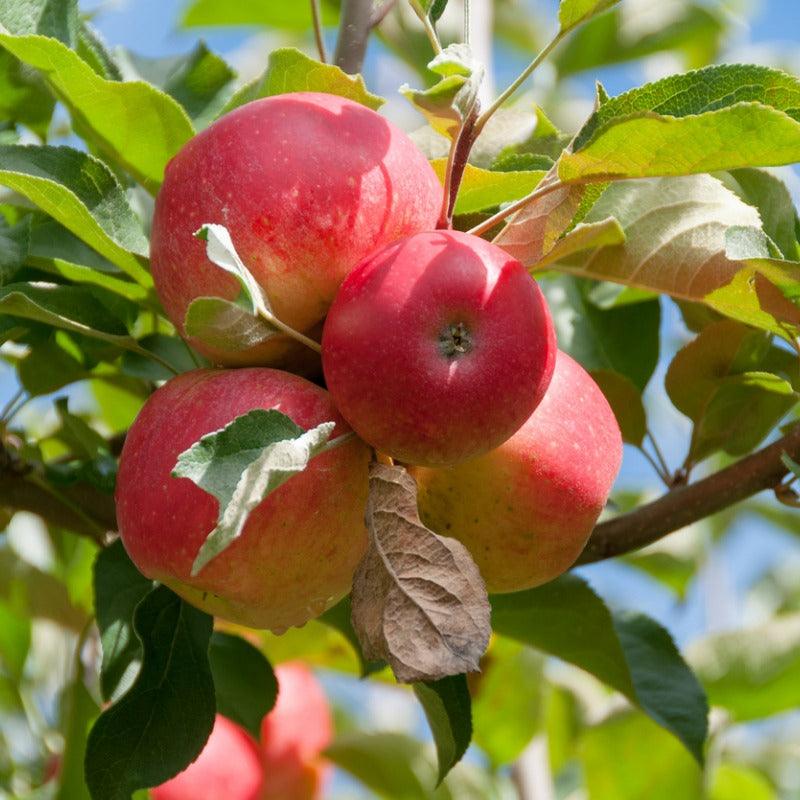 Dwarf Gala Apple Tree
