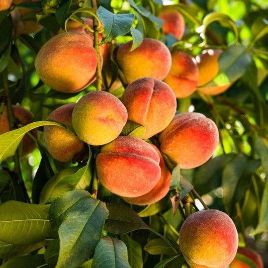 Peach Octoberfest Tree