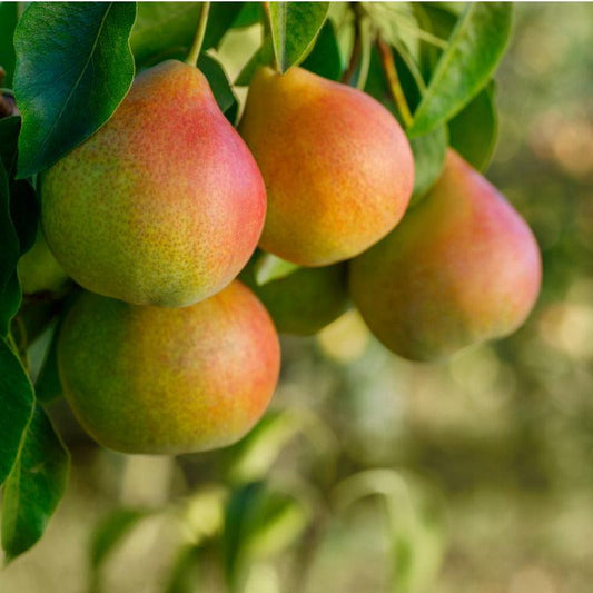 Honeysweet Pear Tree