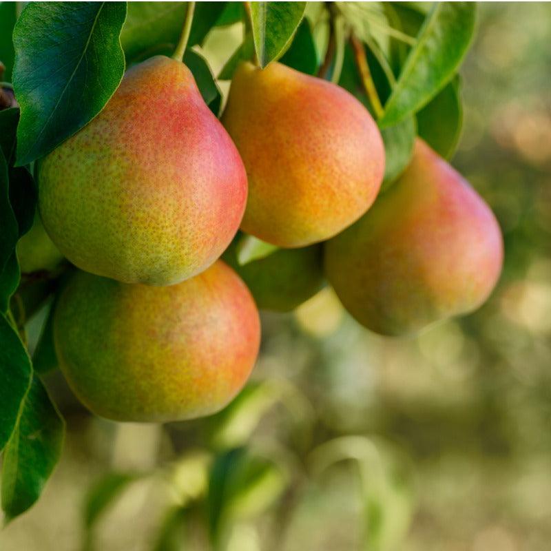 Honeysweet Pear Tree