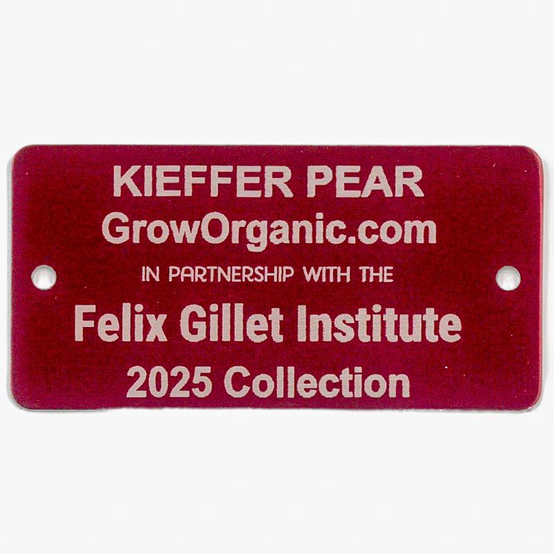 Kieffer Pear Tree